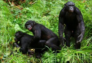 bonobo-affen-beim-sex.jpg