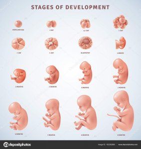 depositphotos_162282880-stock-illustration-stages-human-embryonic-development.jpg