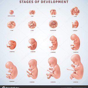 depositphotos_162282880-stock-illustration-stages-human-embryonic-development.jpg