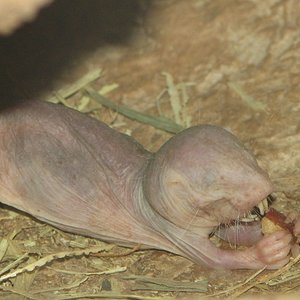 Naked_Mole_Rat_Eating.jpg