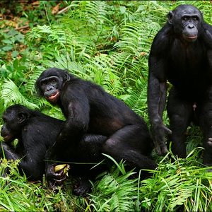 bonobo-affen-beim-sex.jpg