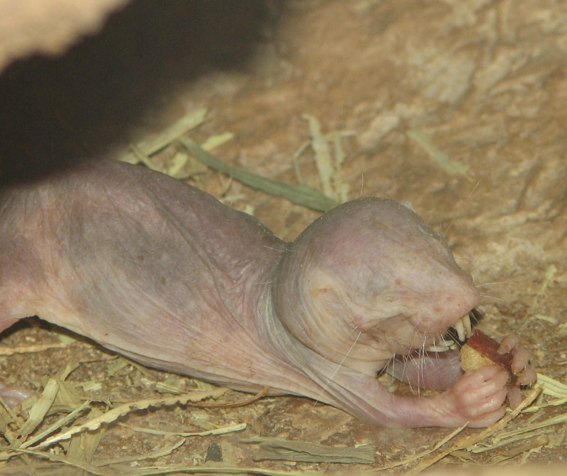 Naked_Mole_Rat_Eating.jpg